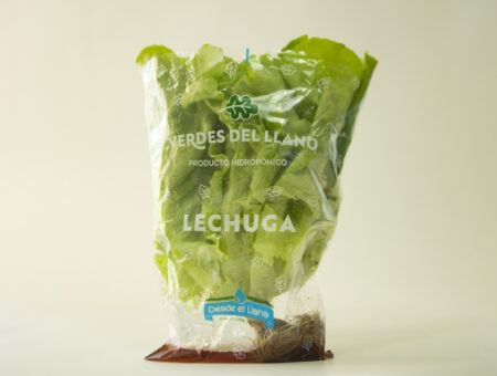 Lechuga hoja de roble